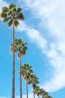 Marbella, Spain. Palm trees and clouds Art Print